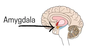 Placering af Amygdala